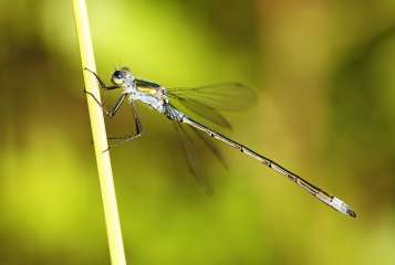 Damselfly