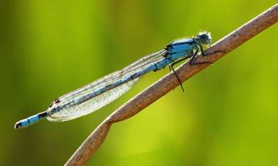 Damselfly