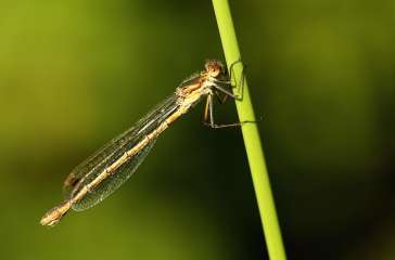 Damselfly