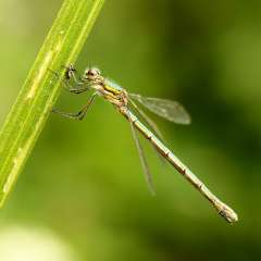 Damselfly