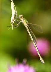 Damselfly