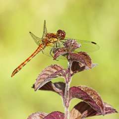 Dragonfly