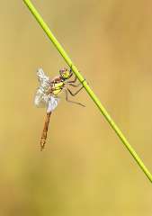 Dragonfly