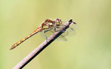 Dragonfly