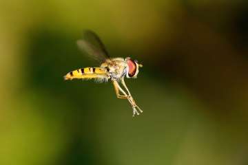 Hoverfly