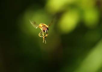 Hoverfly