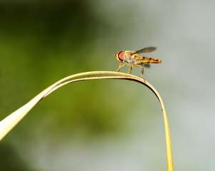 Hoverfly