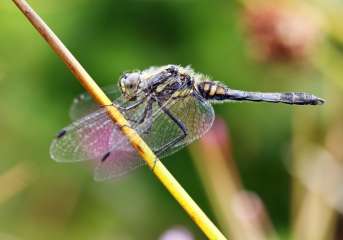 Black Darter Dragonfly