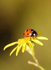 Ladybird