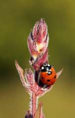 Ladybird