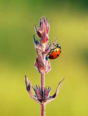 Ladybird