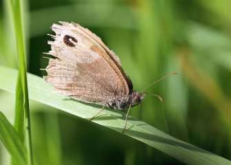 Meadow brown