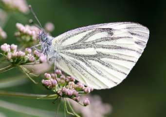 Small White butterfly