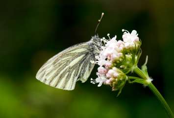 Small White