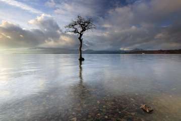 Milarrochy bay tree Loch Lomond