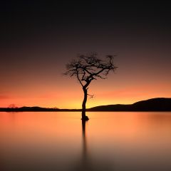 A lone tree reflecting on the calm water of Loch Lomond after Sunset.<br /><a href="https://shop.photo4me.com/picture.aspx?id=531655&f=canvas"><font>Buy Print or Canvas</font></a><a></a>   <a href="https://shop.photo4me.com/picture.aspx?id=531655&f=canvas"><img src="https://www.photoscotland.net/captionpic/p4me.jpg" alt="p4me.jpg" /></a><a></a>