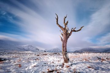 Lone tree on a snow covered Rannoch moor winter landscape in the Scottish highlands.<br /><a href="https://shop.photo4me.com/picture.aspx?id=338255&f=canvas"><font>Buy Print or Canvas</font></a><a></a> <a href="https://shop.photo4me.com/picture.aspx?id=338255&f=canvas"></a><a></a>