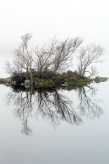 A clump of trees reflecting on a very misty Lochan na h-Achlaise in the Scottish highlands on Christmas day.<br /><a href="https://shop.photo4me.com/picture.aspx?id=442111&f=canvas"><font>Buy Print or Canvas</font></a><a></a>   <a href="https://shop.photo4me.com/picture.aspx?id=442111&f=canvas"><img src="https://www.photoscotland.net/captionpic/p4me.jpg" alt="p4me.jpg" /></a><a></a>