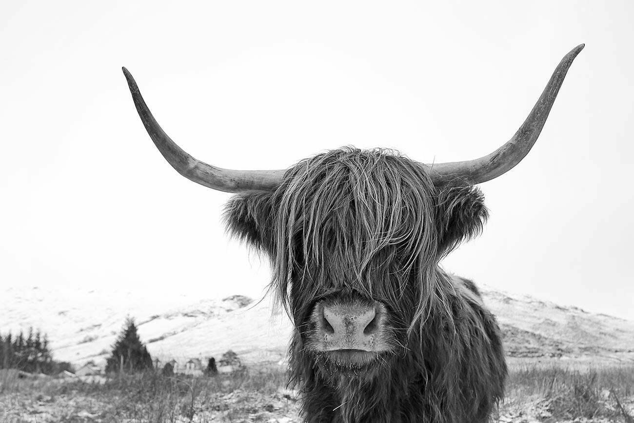 Highland-cow-bw 